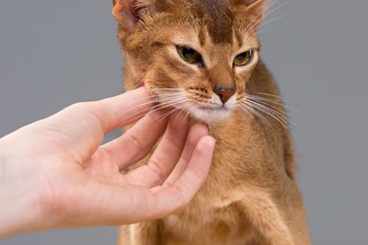 6 Tanda Kucing Marah pada Anda Halaman all - Kompas.com
