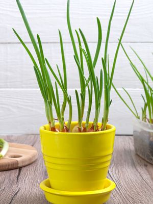 Menanam bawang merah di pot