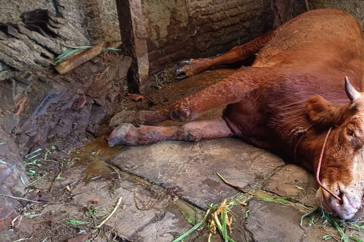 Sapi milik warga yang mati akibat PMK, Rabu (18/5/2022)