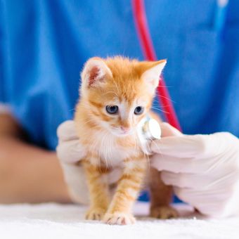 Ilustrasi anak kucing diperiksa oleh dokter hewan 