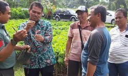 Kementan Pantau Sentra Pembibitan Buah di Kabupaten Magelang