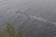 Monster Loch Ness Diduga Muncul Lagi, Turis Sebut Mirip Ikan Lele