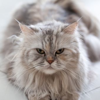 Ilustrasi kucing Himalaya dengan warna bulu abu-abu yang memiliki tampilan mirip dengan kucing Kashmir.