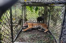 Sumatran Tiger Captured in Indonesia after Second Human Attack