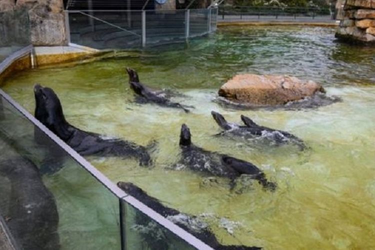 Anjing laut di Kebun Binatang Berlin, Jerman. Sejumlah kebun binatang mengaku mereka terancam mengumpankan koleksi hewan mereka untuk makanan binatang lain buntut lockdown karena Covid-19.