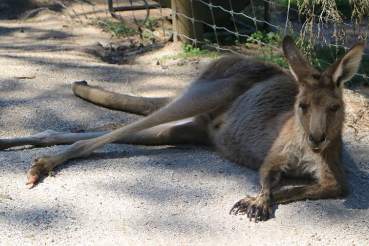 Kangguru di Paradise Country, Gold Coast, Australia
