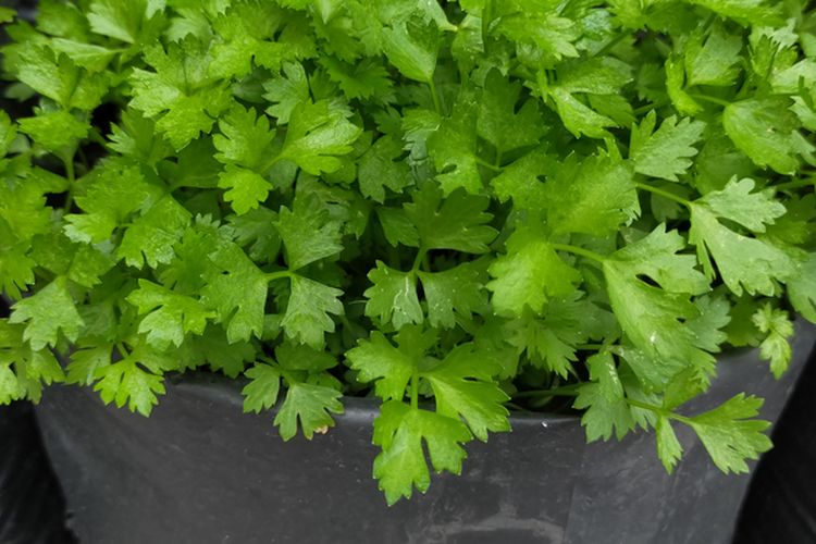 Ilustrasi menanam seledri di polybag. 