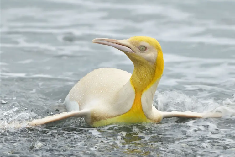 Fotografer alam liar mengabadikan seekor penguin berwarna kuning.