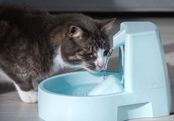 Simak, Ini Cara Mengatasi dan Mencegah Kucing Dehidrasi
