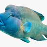 Tambang Ganggu Ekosistem Terumbu Karang, Ancam Ikan Napoleon