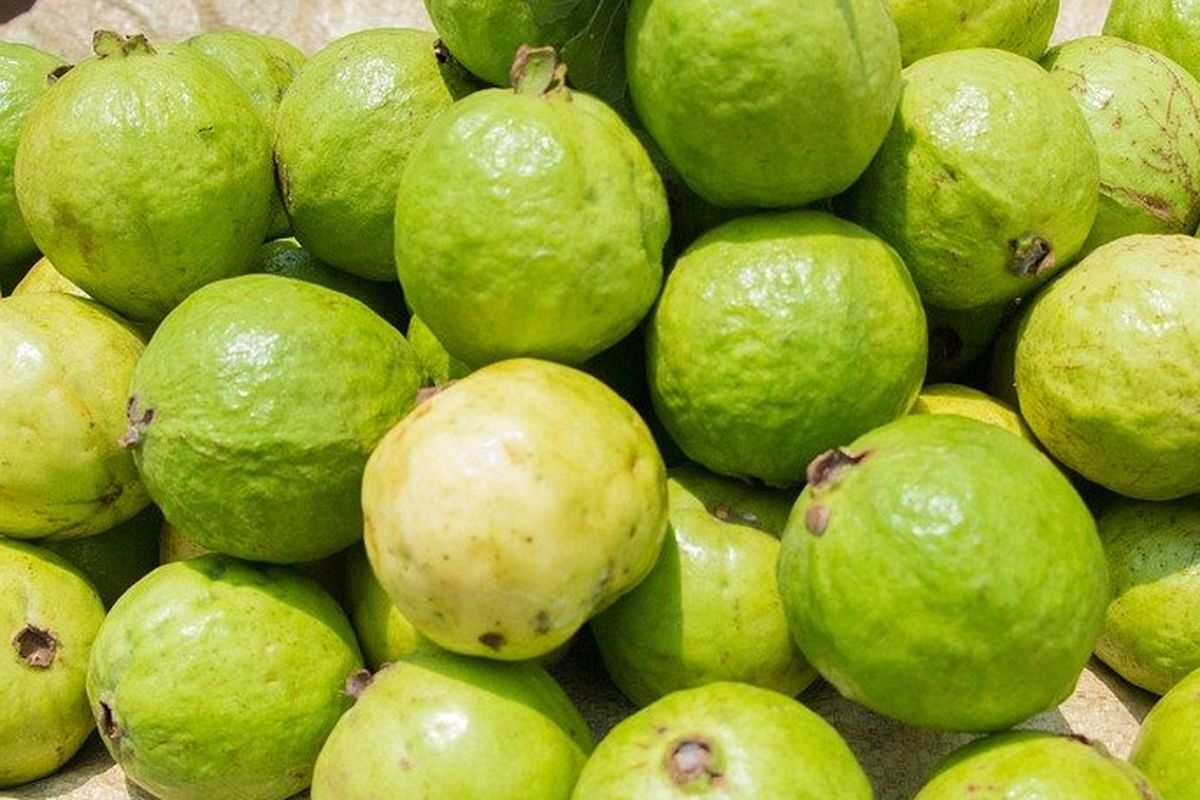 ilustrasi buah jambu biji atau guava