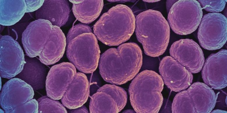 Bakteri Neisseria gonorrhoeae, penyebab infeksi menular seksual Gonore.