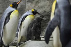 Kedinginan, Kebun Binatang Terpaksa Masukkan Penguin ke Dalam Ruangan