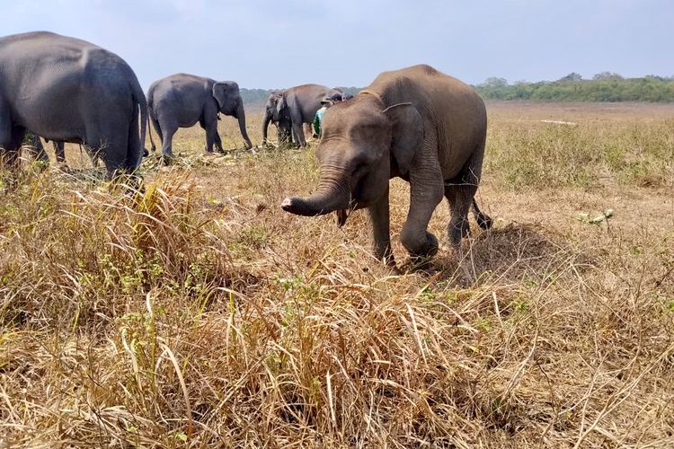 Erin, Gajah Korban Jerat yang Bertahan dengan Belalai Tak Utuh di TNWK