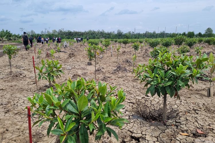 Hamparan mangrove yang ditanam di Sungsang, Kabupaten Banyuasin, Provinsi Sumatera Selatan, sebagai upaya restorasi yang dilakukan Center for International Forestry Research-World Agroforestry (CIFOR-ICRAF) berkolaborasi dengan Universitas Sriwijaya dan Forum Daerah Aliran Sungai Sumatra Selatan (Forum DAS Sumsel) serta didukung Temasek Foundation, ogranisasi filantropi asal Singapura. Foto diambil Kamis (29/8/2024).