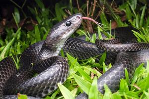 Ular Serigala Baru Ditemukan, Dinamai untuk Menghormati Steve Irwin
