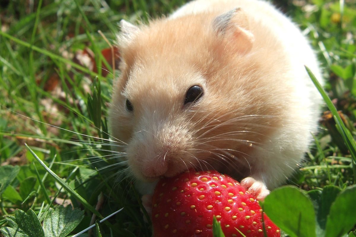 Ilustrasi hamster. 