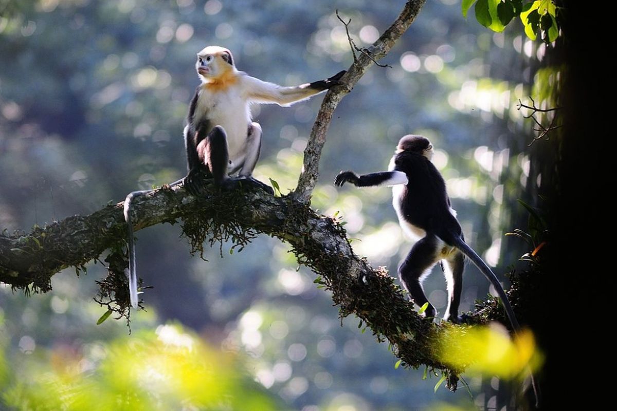 Monyet hidung pesek (Rhinopithecus avunculus)