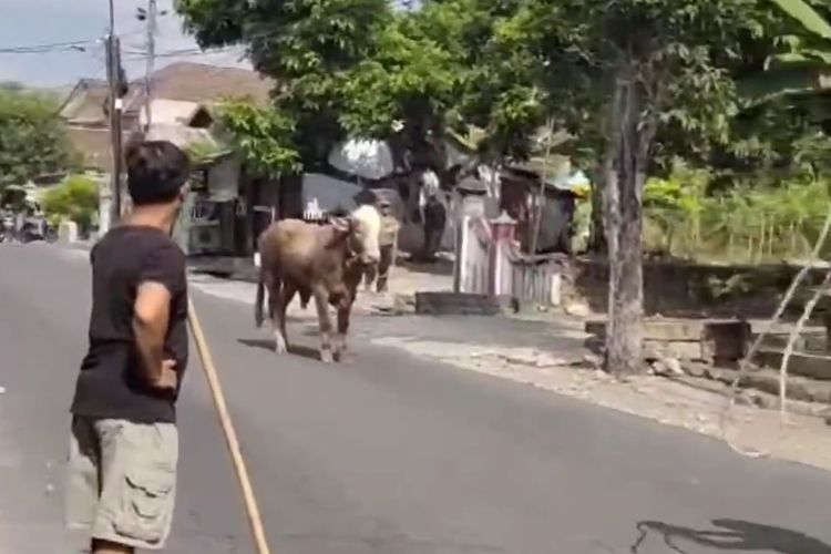 Pengejaran sapi kurban yang kabur dilakukan warga di wilayah Kalurahan Kepek, Wonosari, Gunungkidul. Senin (17/6/2024)