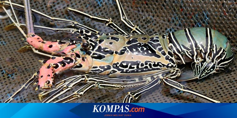 Fakta Lobster, Dulunya Makanan Orang Miskin dan Narapidana