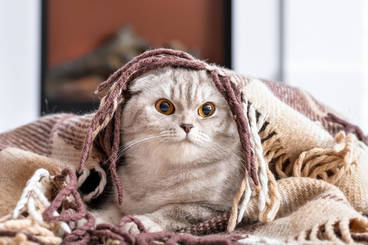 Ilustrasi kucing mengenakan selimut selama cuaca dingin.