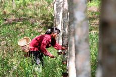 Harga Karet Tetap Rendah