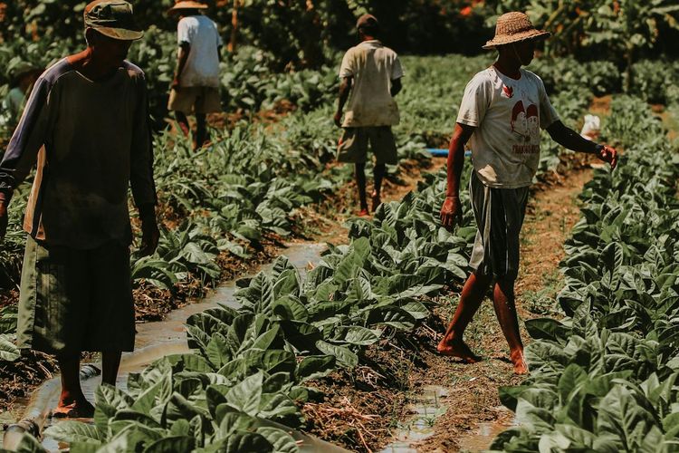 Ilustrasi petani tembakau.