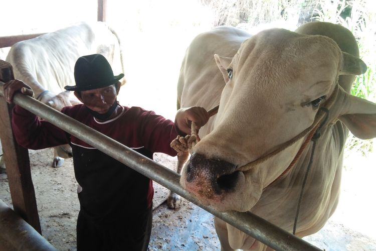 Muhammad Sholeh bersama sapi miliknya yang dibeli Presiden Joko Widodo.