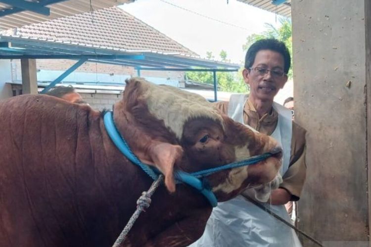 Mengenal Bimo, Sapi Kurban Prabowo di Kediri, Dibeli Rp 108 Juta