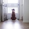 Bahayakah Memiliki Pintu Khusus Anjing di Rumah? Ini Penjelasannya
