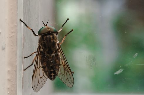 Berniat Singkirkan Lalat, Kakek Ini Justru Ledakkan Bagian Rumahnya