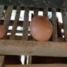 Heboh, Telur Ayam Ukuran Jumbo di Tasikmalaya, Dikupas Isinya Telur Normal