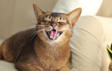 Ilustrasi makna kucing mengeong. 