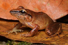 Katak Ini Menjerit Tanpa Suara, Kok Bisa?