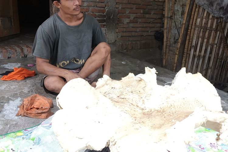 penampakan jamur raksasa di Lombok Tengah