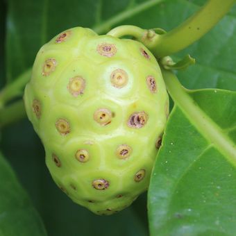 Ilustrasi buah mengkudu. Buah mengkudu dapat dimanfaatkan sebagai pestisida alami. 