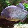 Mengenal Ikan Piranha yang Memakan Pesepakbola asal Brasil hingga Tewas