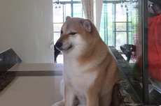 Cheems Balltze, Anjing Shiba Inu yang Viral Jadi "Meme" Tutup Usia