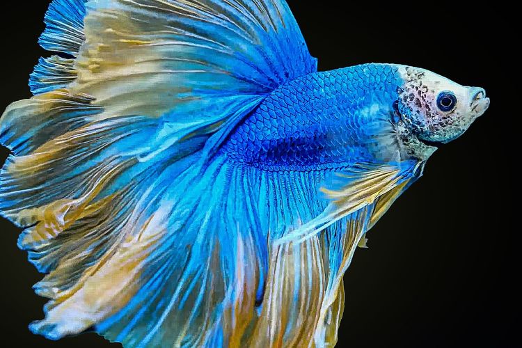 Ilustrasi ikan cupang.