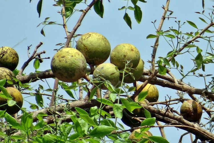 Ilustrasi tanaman maja, buah maja.