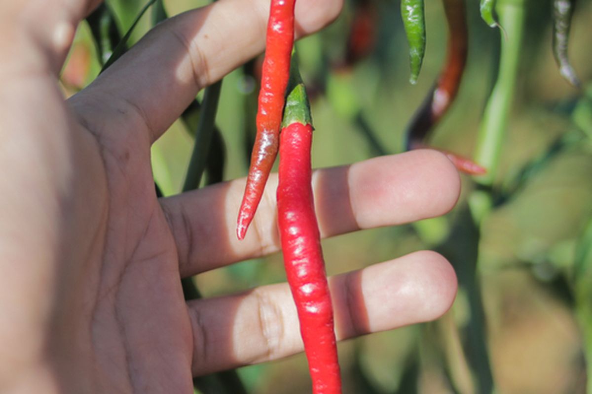 Ilustrasi tanaman cabai merah keriting. 