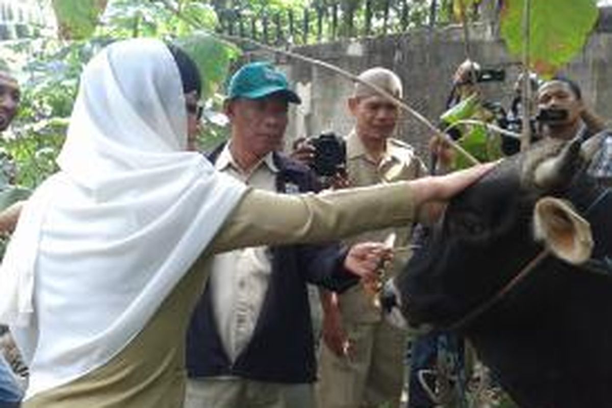 Lurah Lenteng Agung Susan Jasmine Zulkifli saat mengelus seekor sapi yang baru diserahkan Yayasan Denny JA kepadanya, Rabu (16/10/2013). Daging sapi tersebut rencananya akan dibagikan kepada warga Lenteg Agung yang membutuhkan