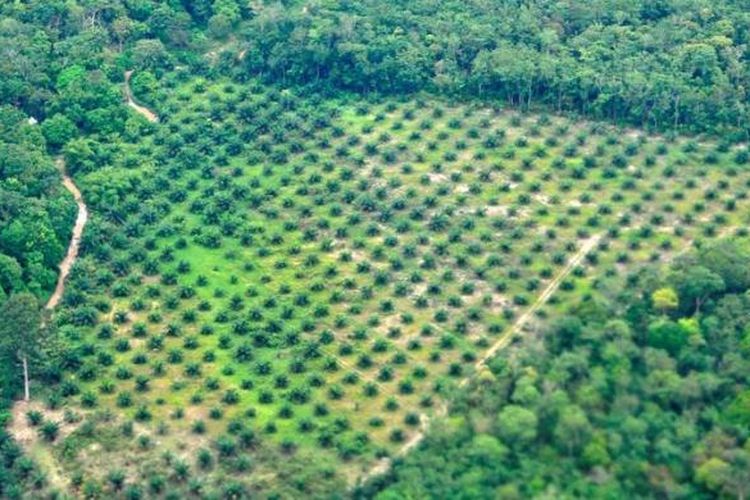 Pembukaan lahan hutan untuk dijadikan perkebunan kelapa sawait di dekat Kota Jambi, Jambi, Senin (12/11/2012). Dalam dua dekade terakhir luas hutan di Provinsi Jambi menyusut dari 2,4 juta hektar menjadi 1,3 juta hektar. Penyebab penyusutan terbesar karena konversi lahan menjadi perkebunan sawit dan karet.

