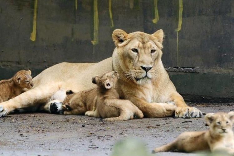 Singa betina di kebun binatang Planckendael di Belgia. Namun, belum diketahui apakah singa ini yang ditembak atau bukan. (AFP/Eric Lalmand)