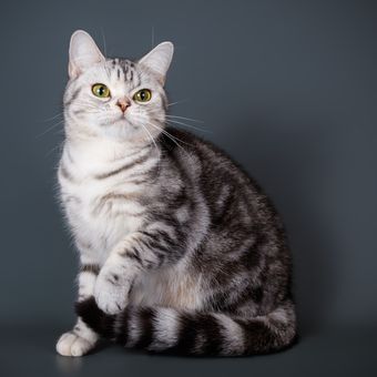 Ilustrasi ras kucing American Shorthair.