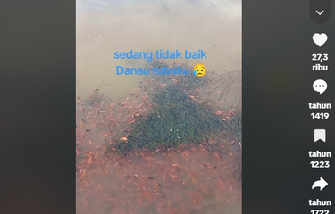 Air Danau Toba Keruh dan Terlihat Ribuan Ikan Mati, Apa yang ...