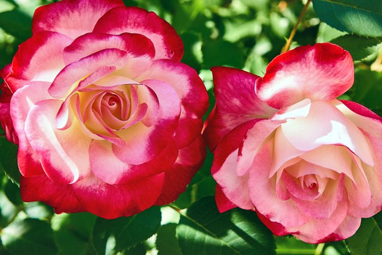 Ilustrasi bunga mawar jenis double delight.