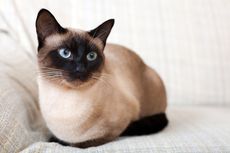 10 Jenis Kucing Terbaik, dari British Shorthair sampai Scottish Fold