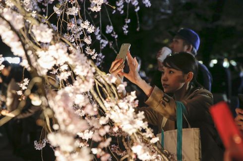 Musim Bunga Sakura yang 'Layu' di Jepang karena Virus Corona
