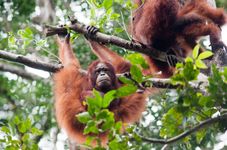 Over 23,000 Orangutans Live in Indonesia’s Central Kalimantan Forests